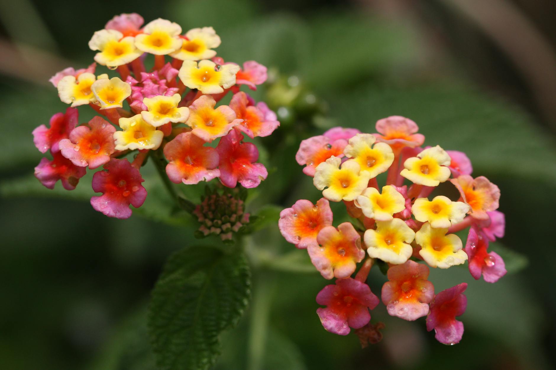 Lantana Flower