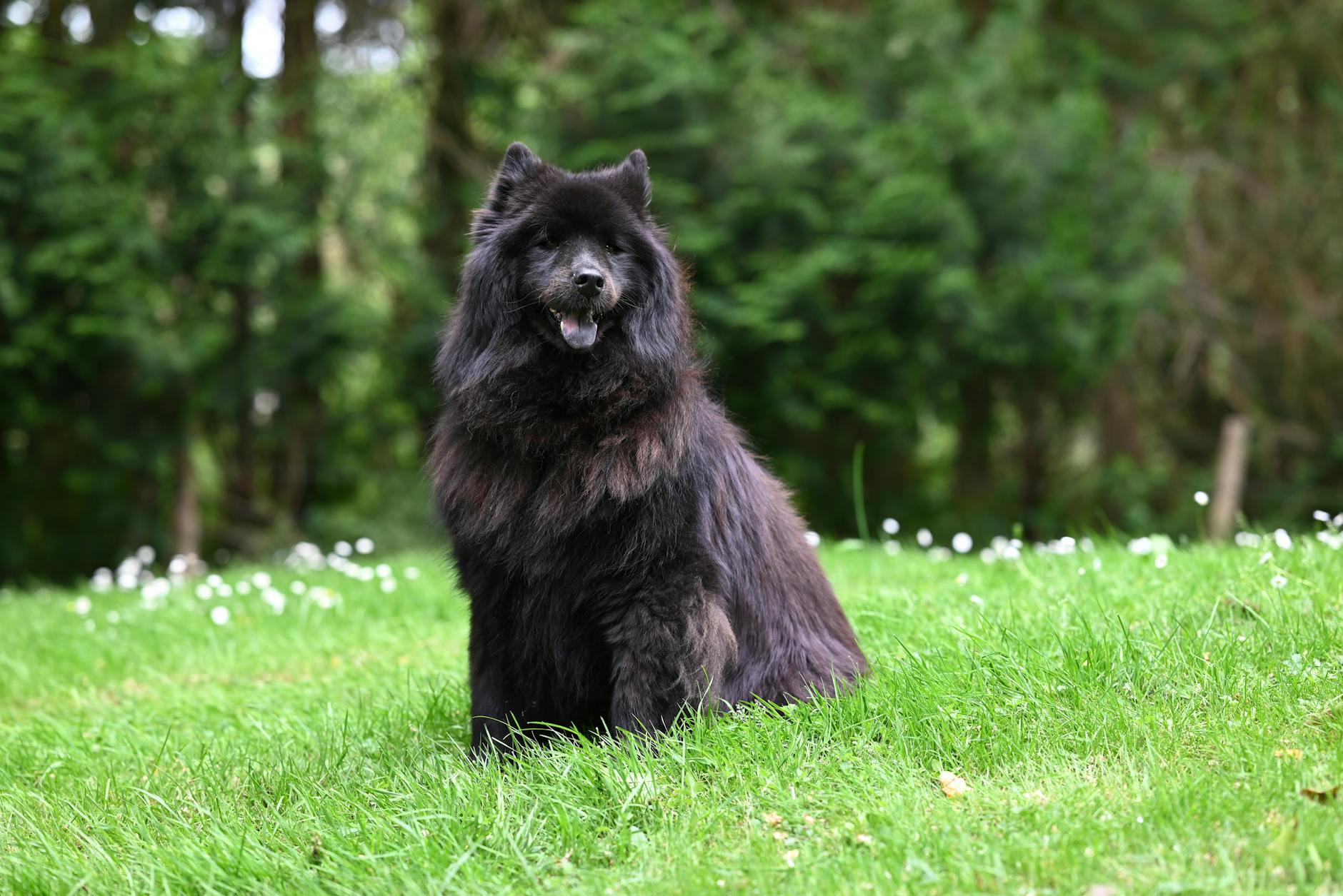 Chow Chow Dog Breed Regal Majestic Appearance Leo Zodiac Sign
