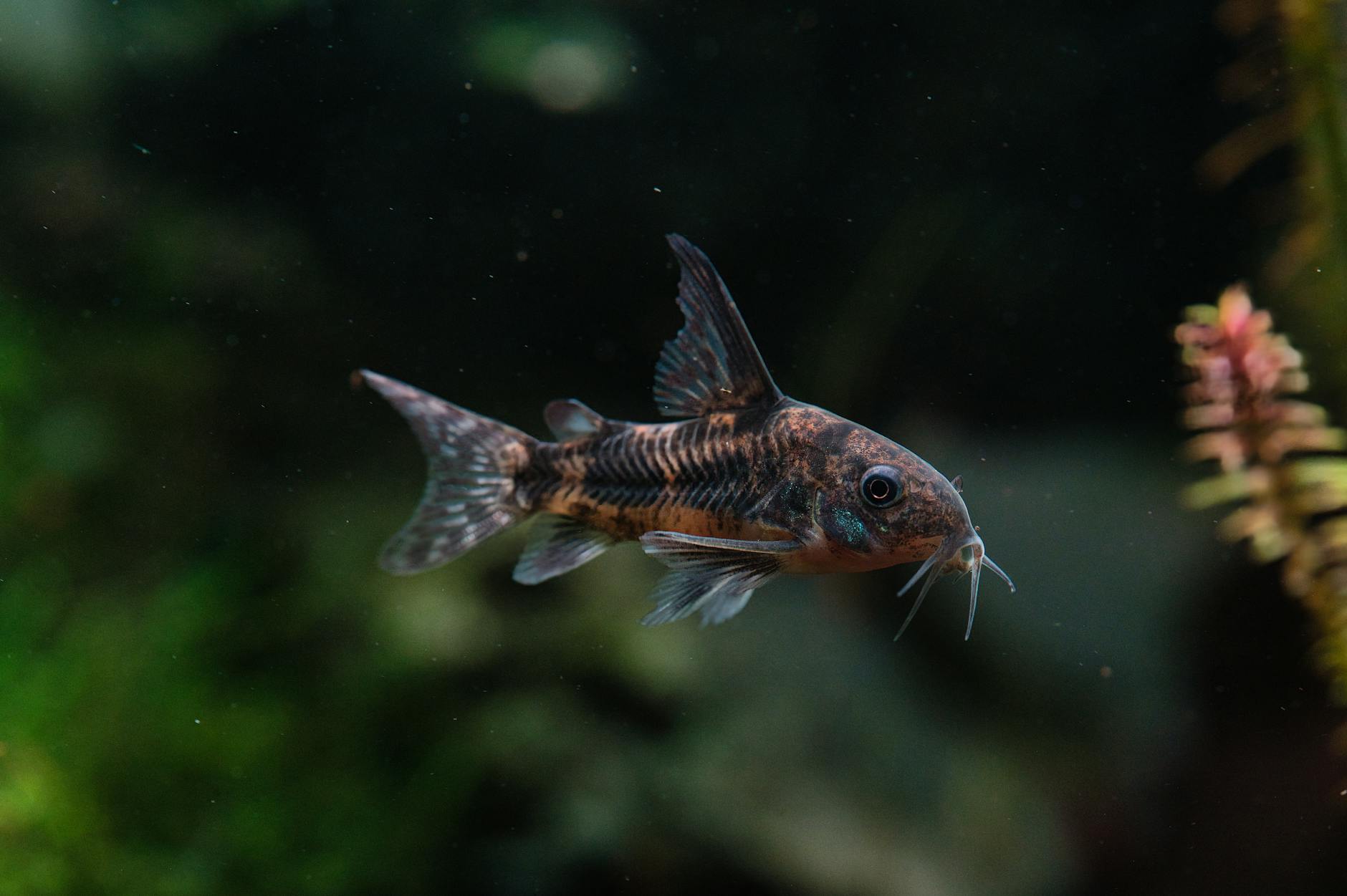 Person Pouring Fish Tank Water