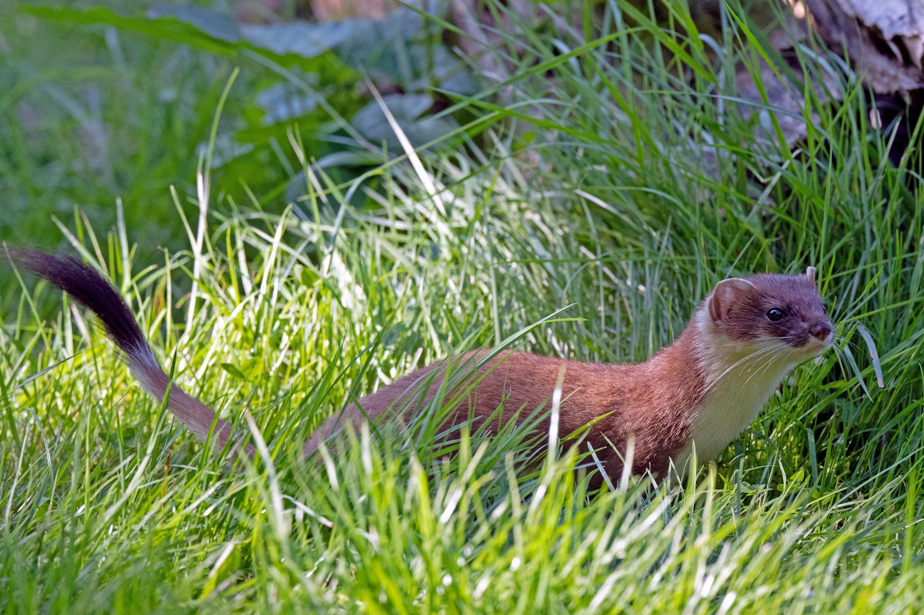 Stoat Cute Dangerous Animal Predator