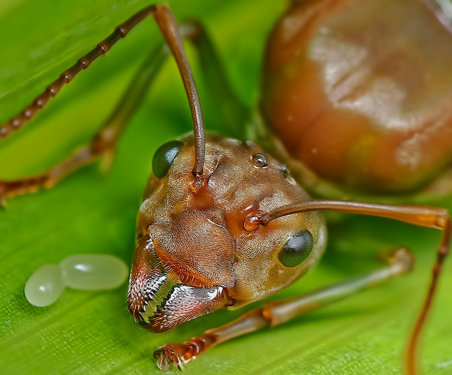 Termite King And Queen Mating For Life