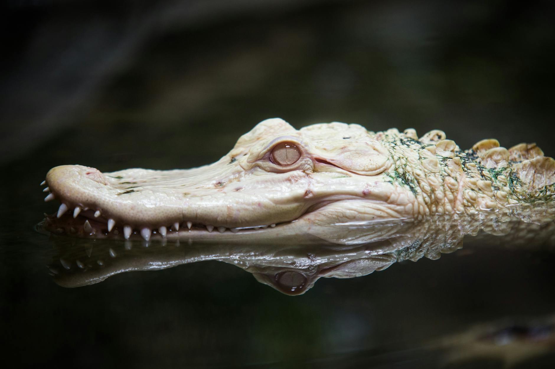 American Alligator