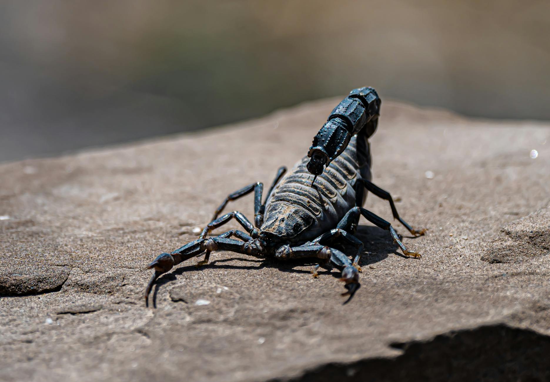 Arizona Bark Scorpion
