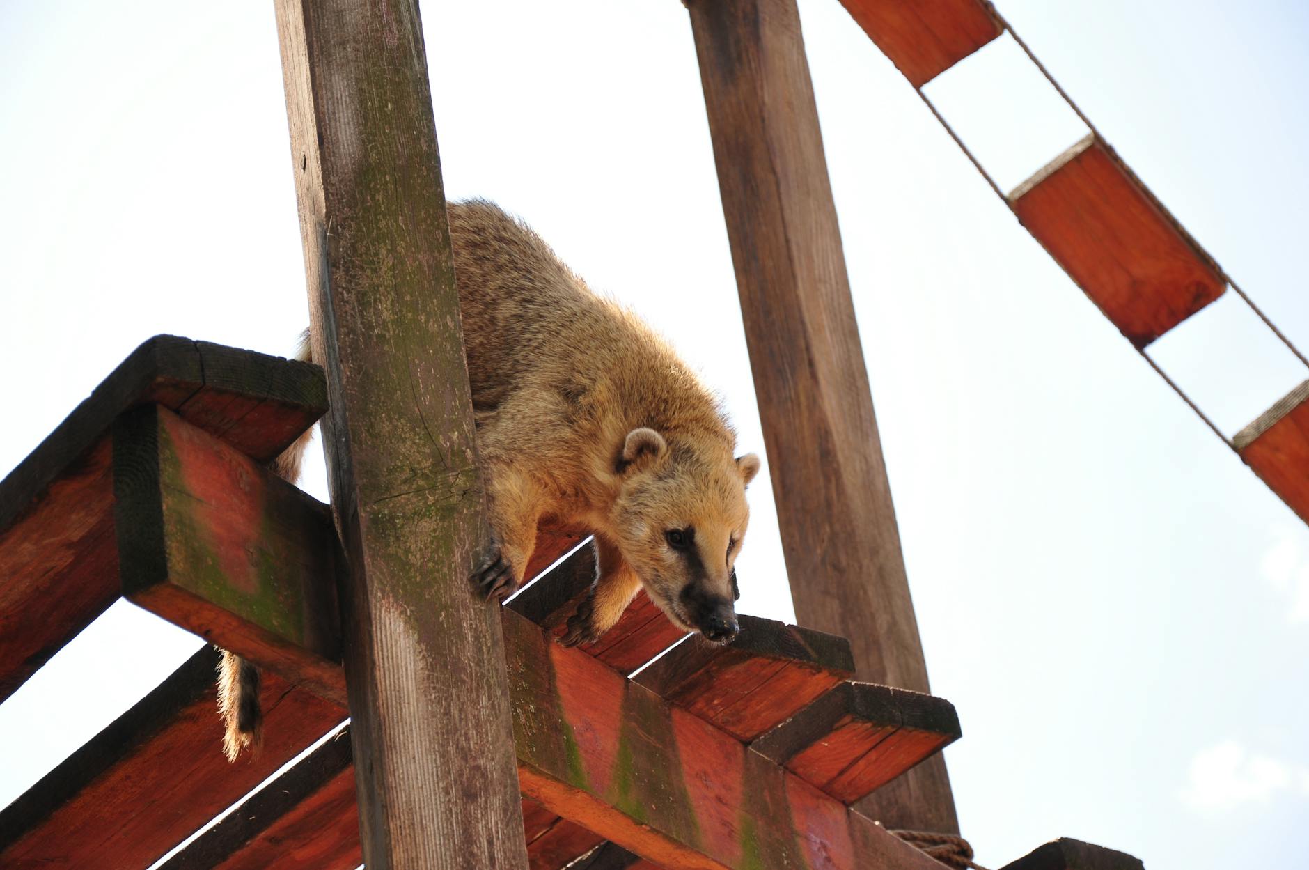 Coatimundi Exotic Pet