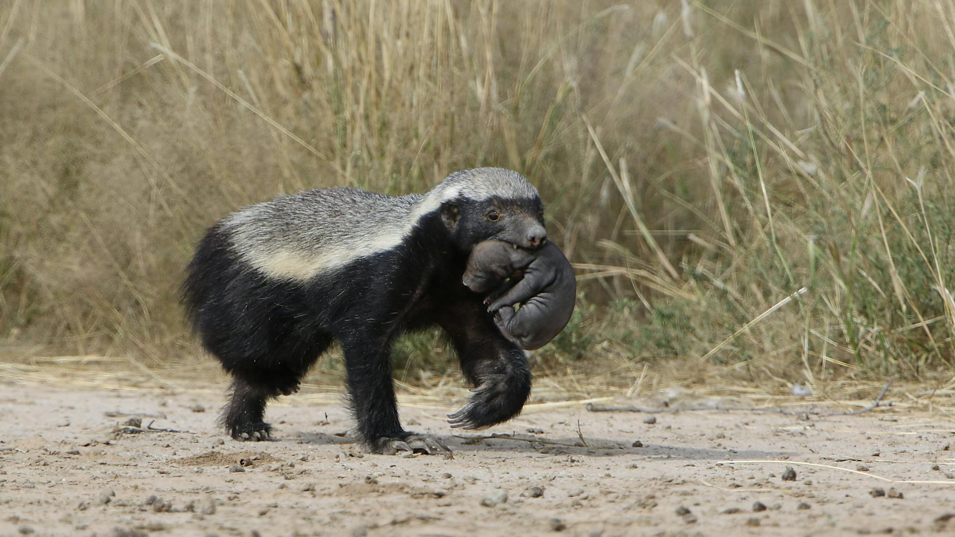 Honey Badger Fierce Defensive Capabilities