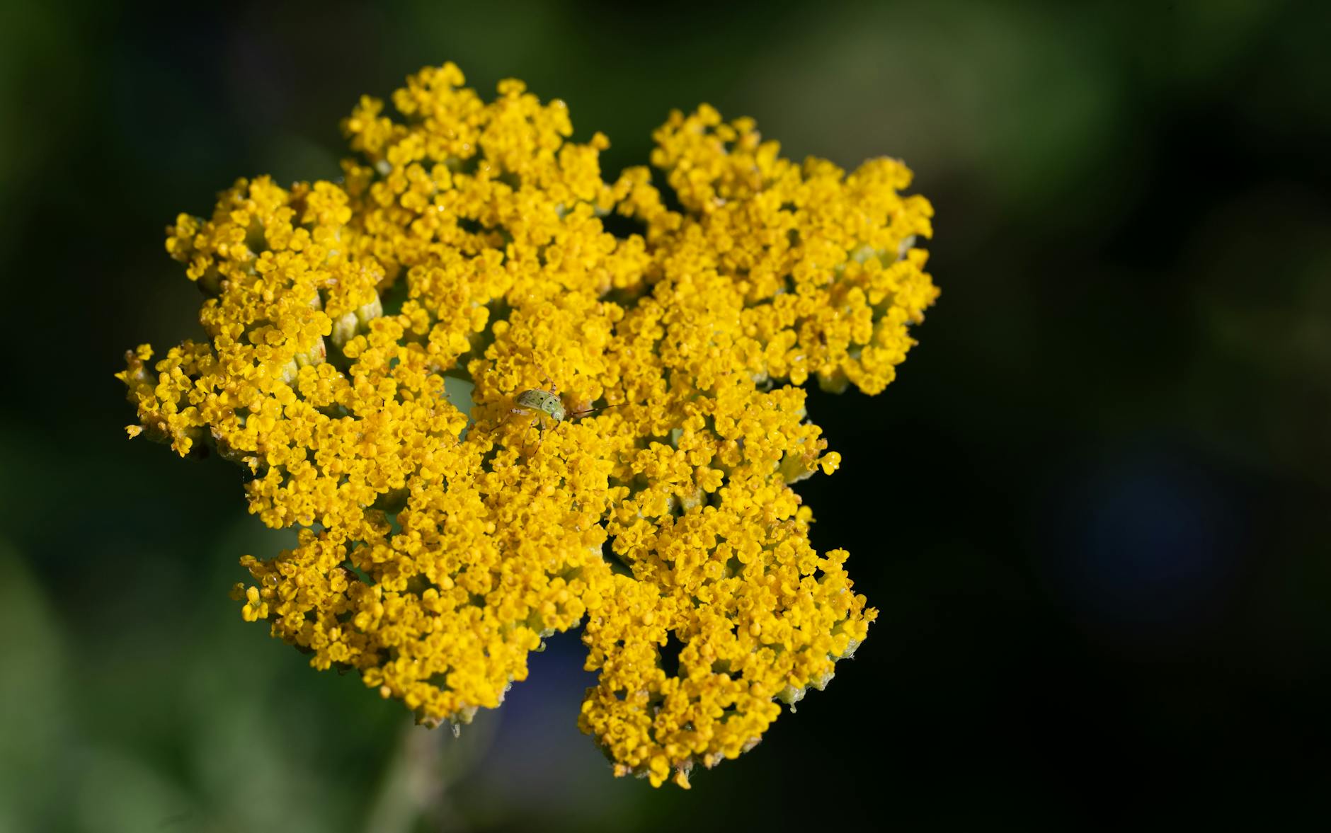 Yarrow Flower