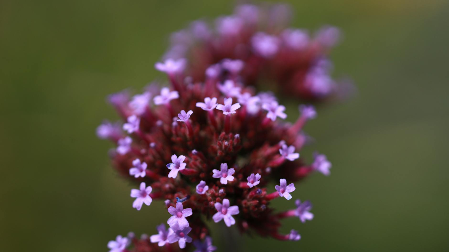 Verbena Flower