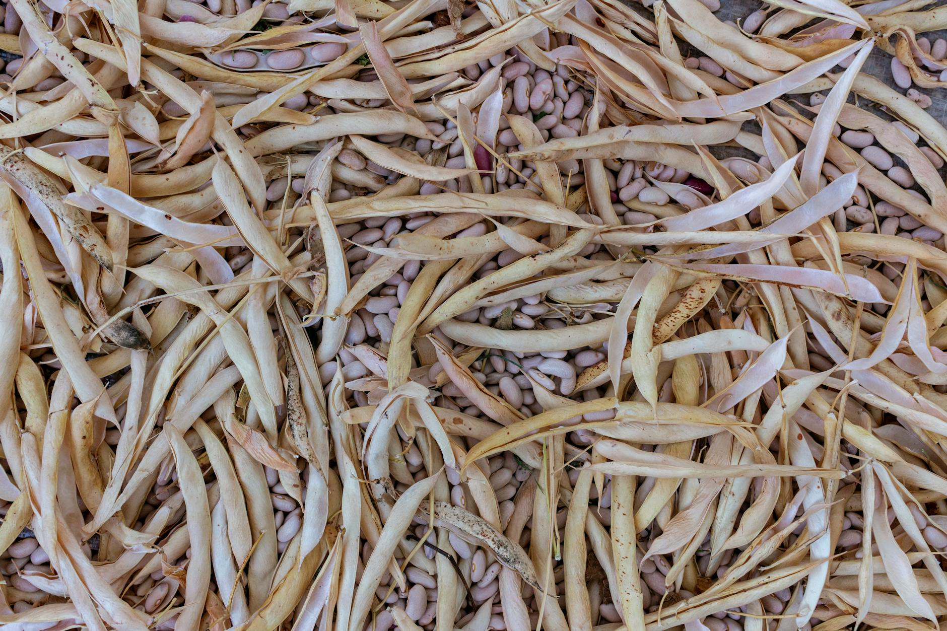 Dried Beans