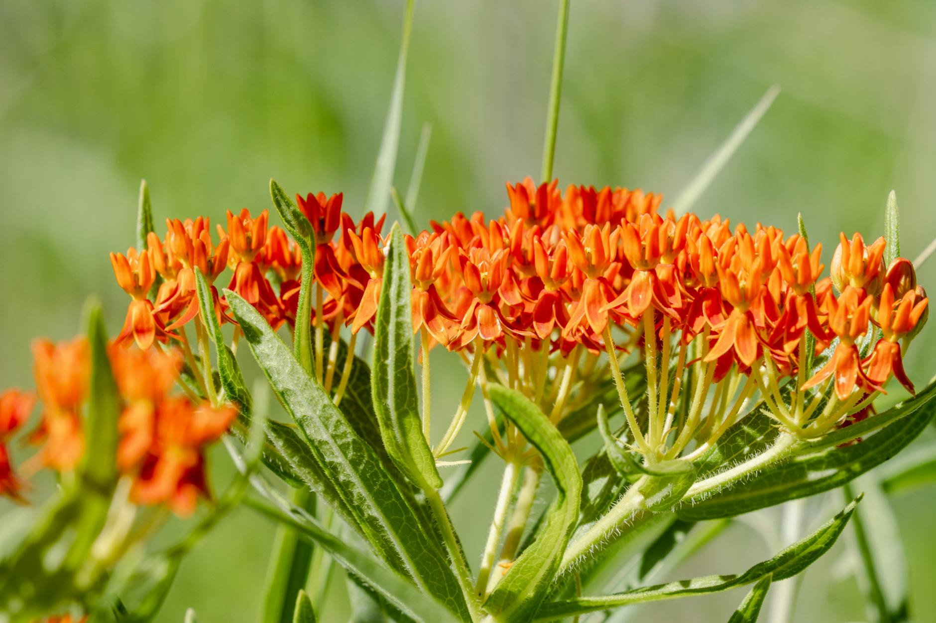 Milkweed Flower