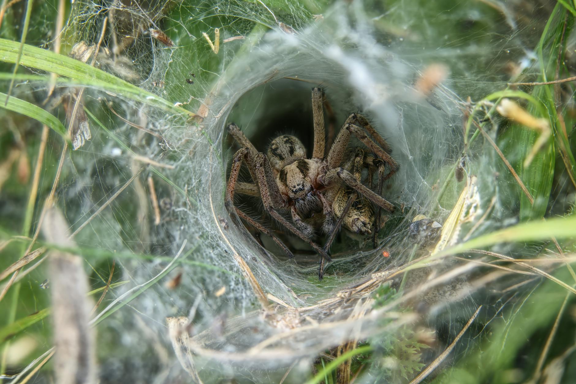 Sydney Funnel-Web Spider