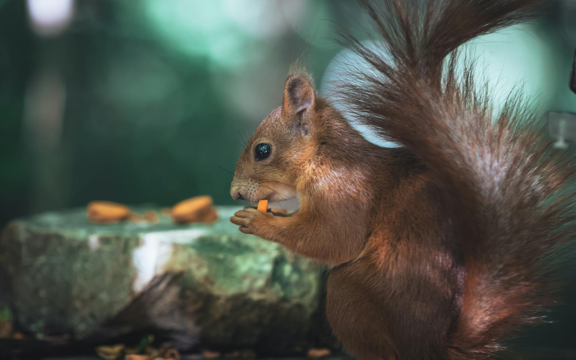 Squirrel Hiding Nuts In Forest