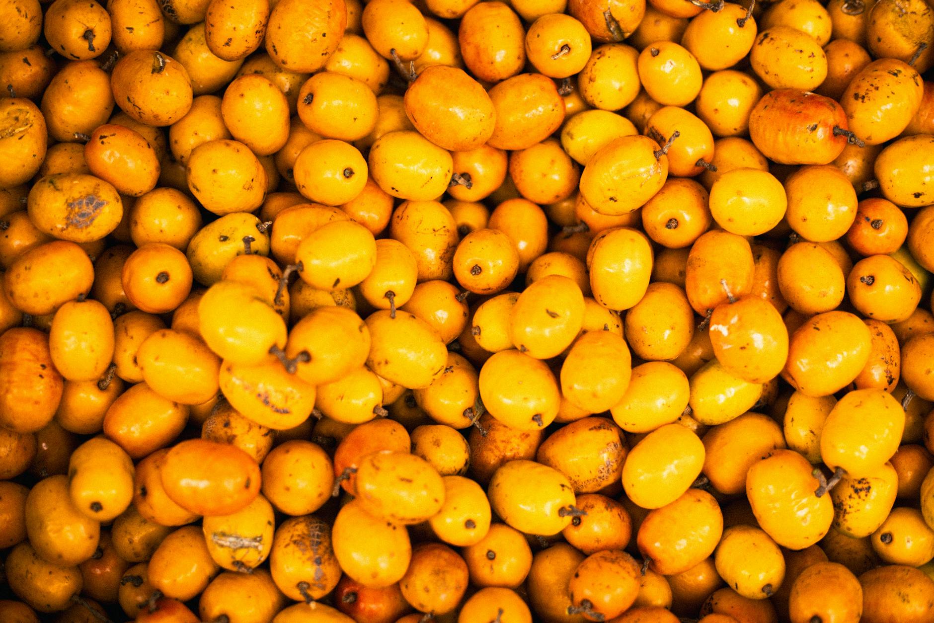 Loquat Fruit