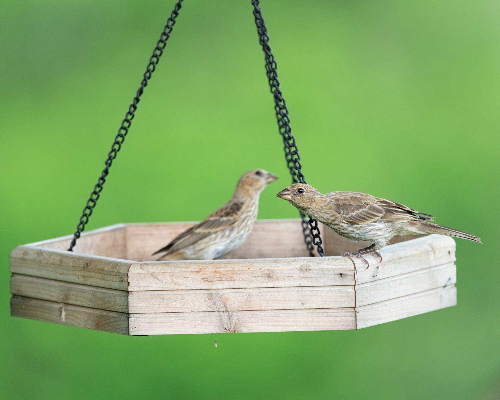 Chandelier Bird Feeder DIY Garden
