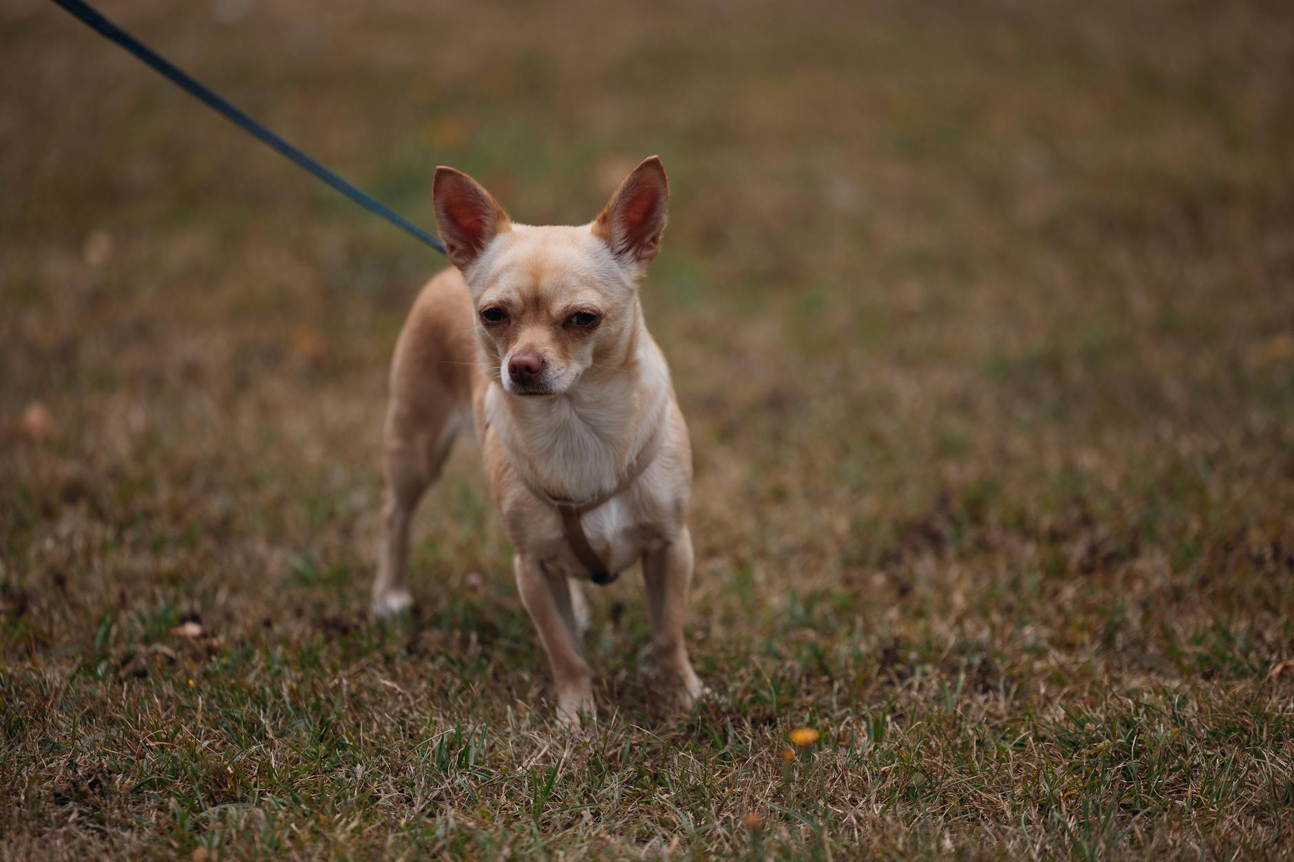 Chihuahua Aggressive Behavior Small Dog Syndrome