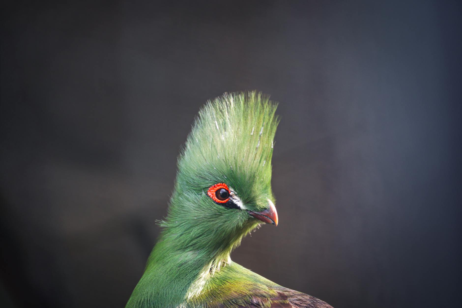 Turaco Exotic Pet Bird