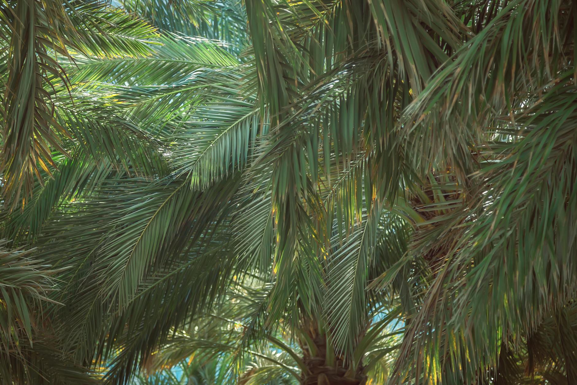 Dwarf Date Palm Indoor Plant