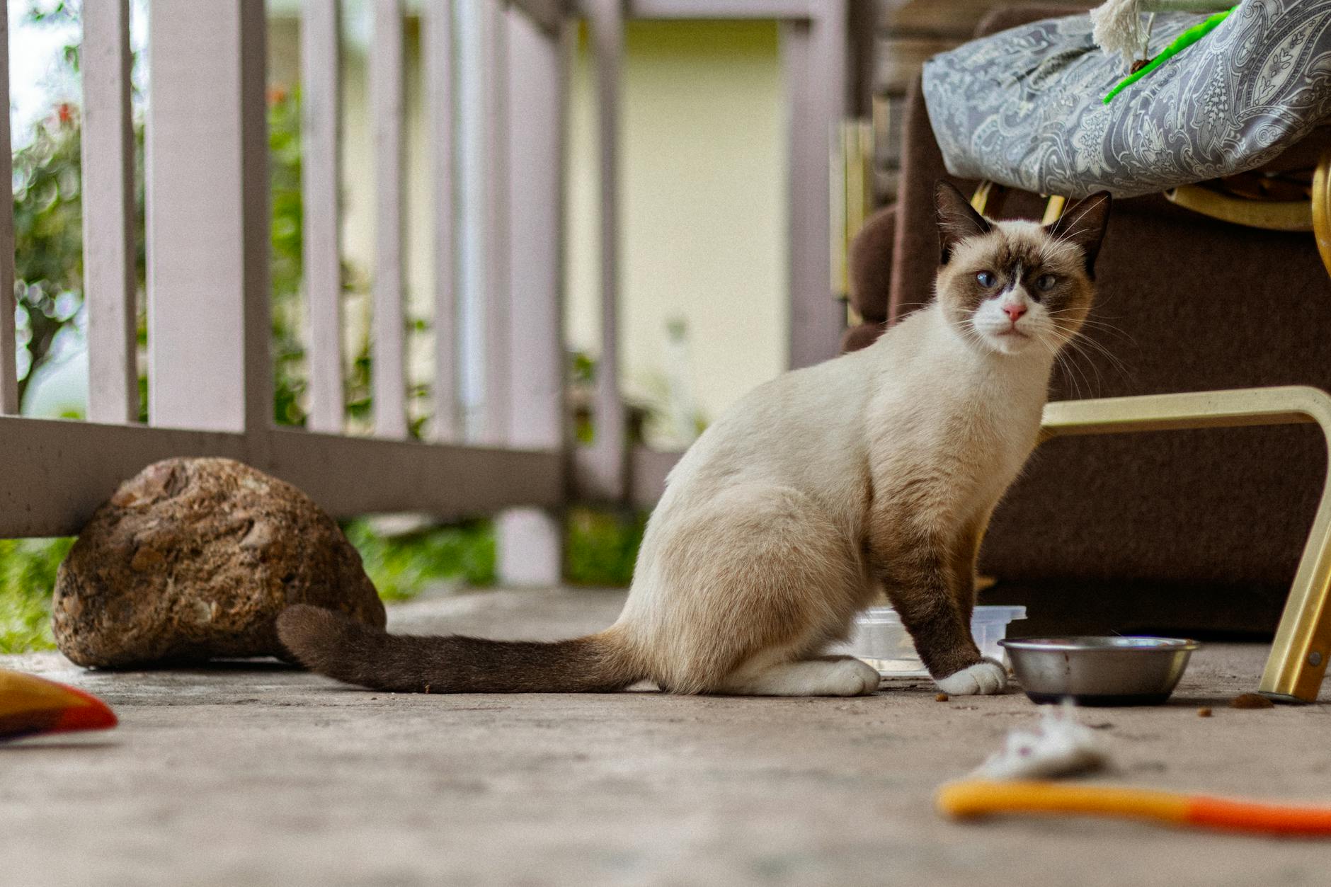 Burmese Cat Playing With Owner