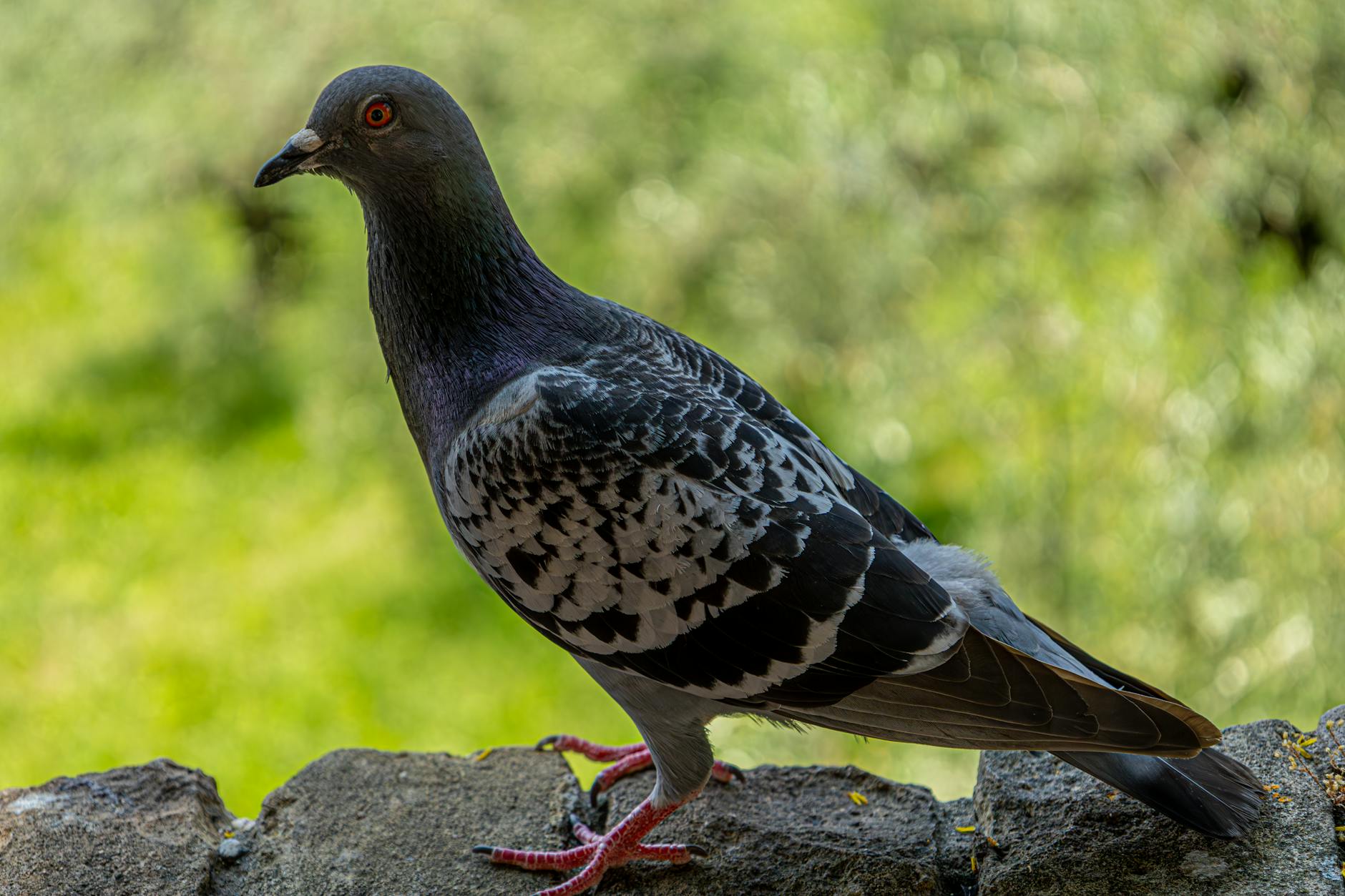 Pigeon Navigation Intelligence Recognition
