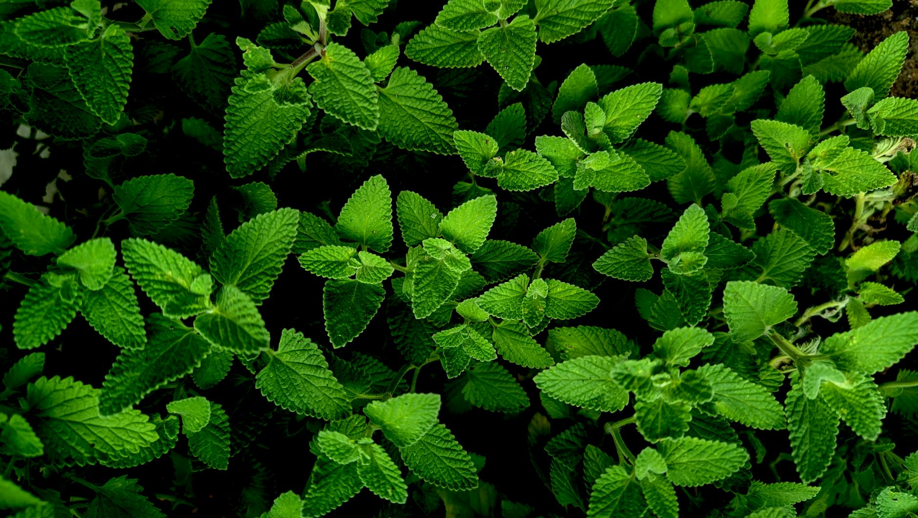 Lemon Balm Essential Oil