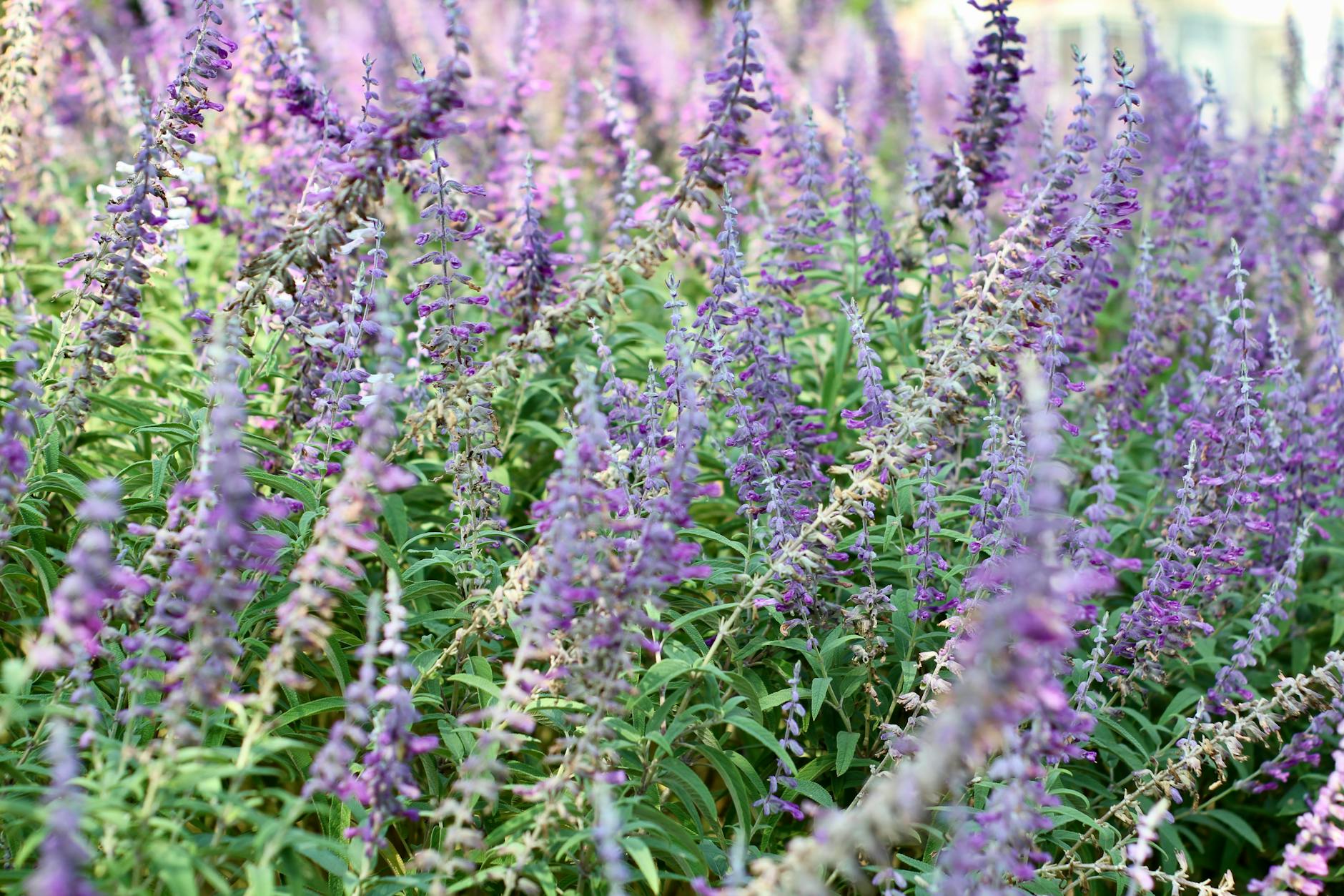 Salvia Flowers