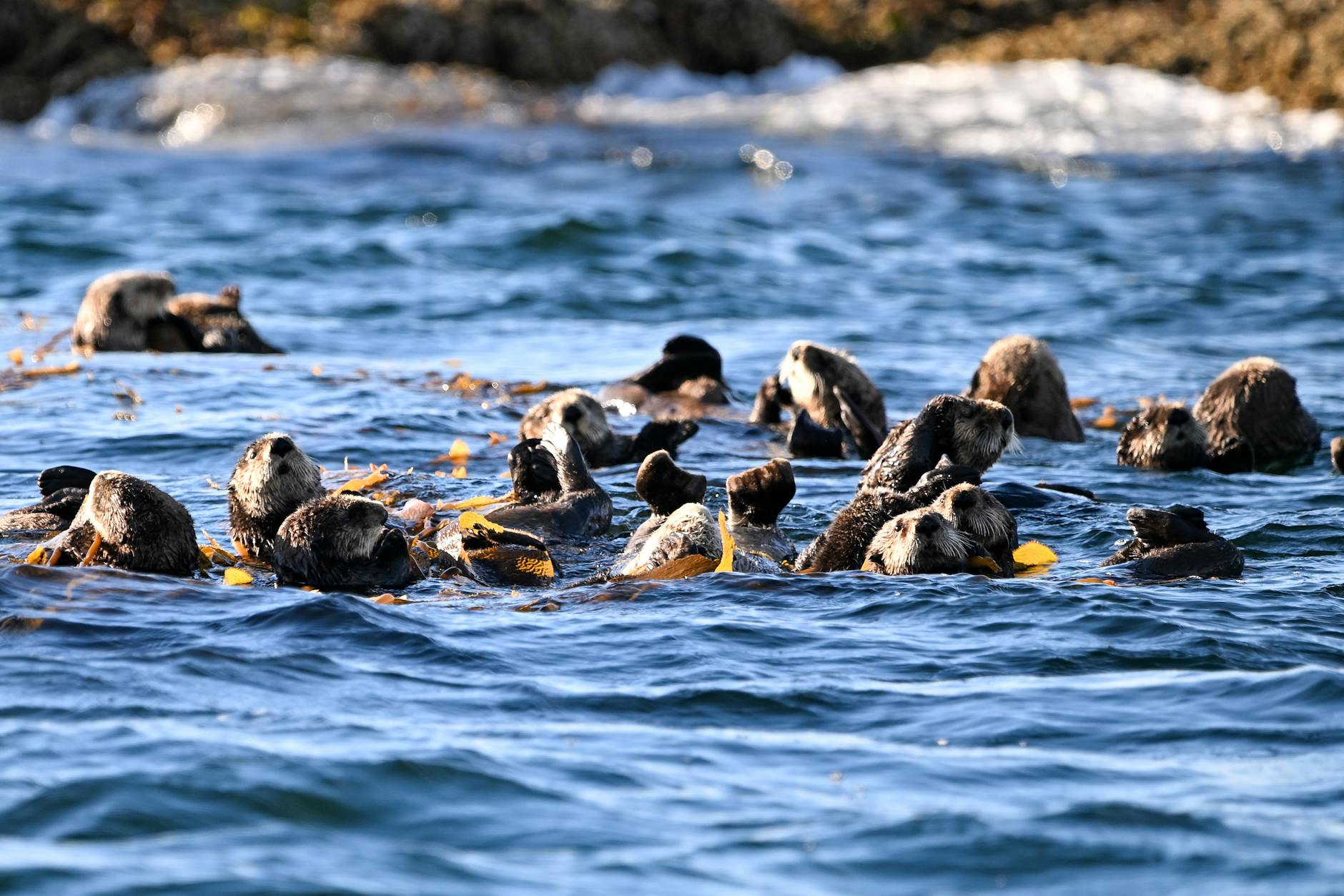 Sea Otter Using Stone As Tool