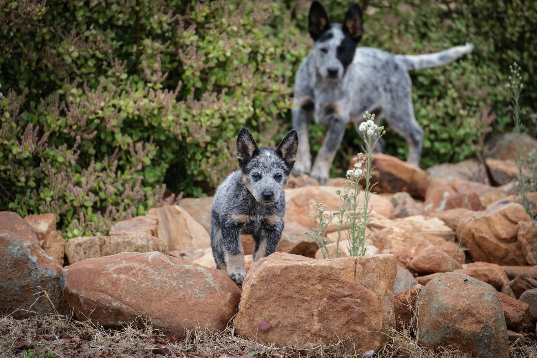 Australian Cattle Dog Training Activities