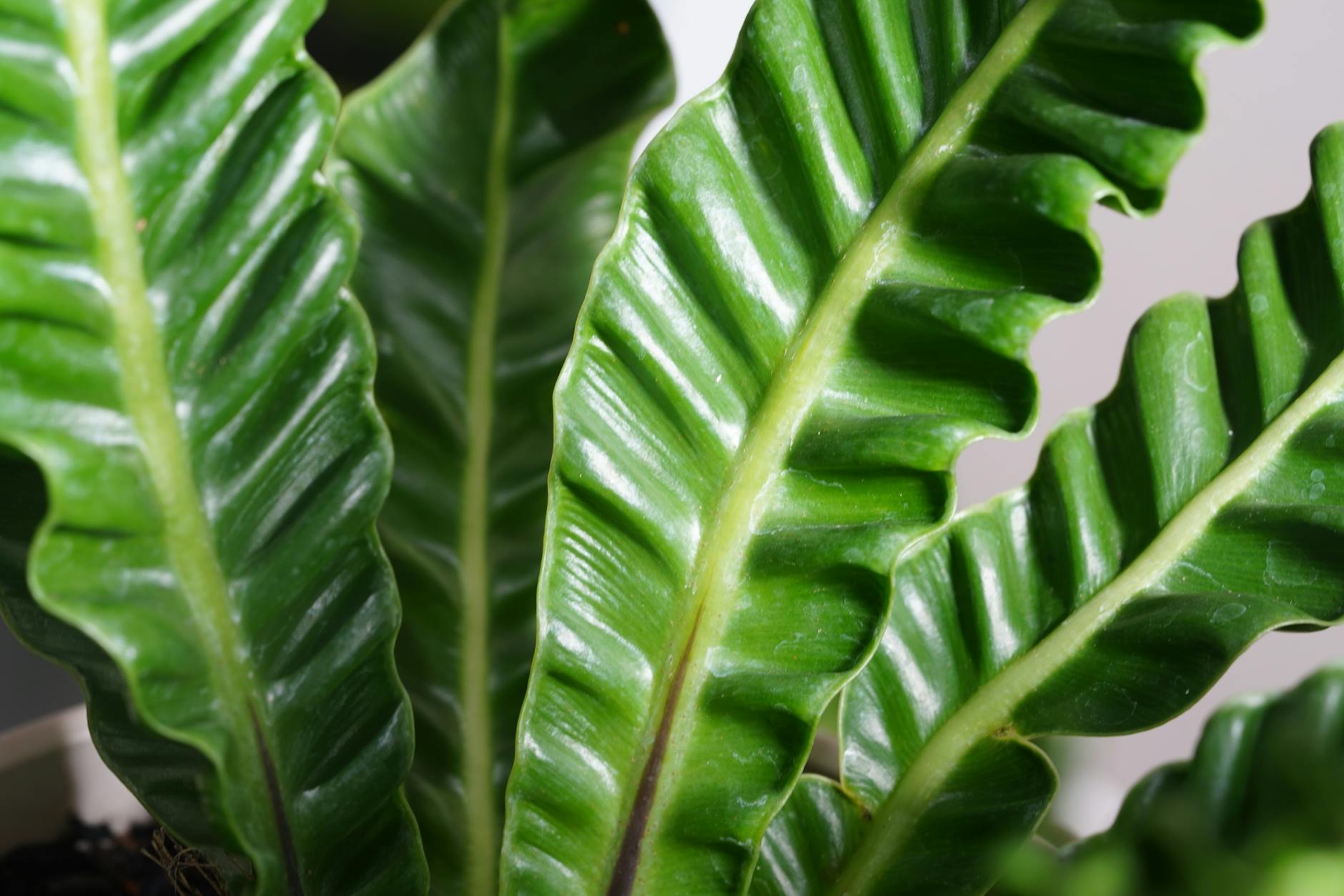 Birds Nest Fern Indoor Plant