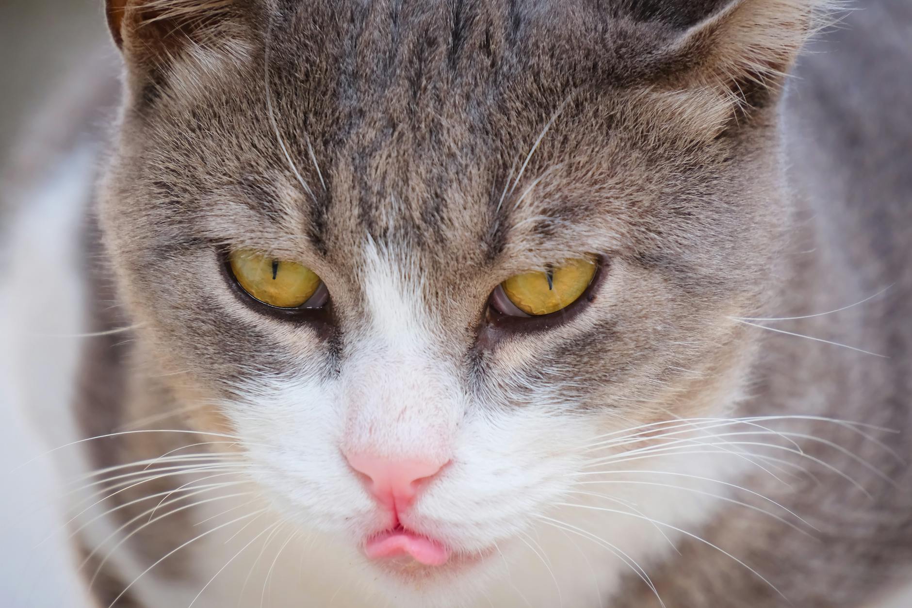 Excessive Grooming Cat