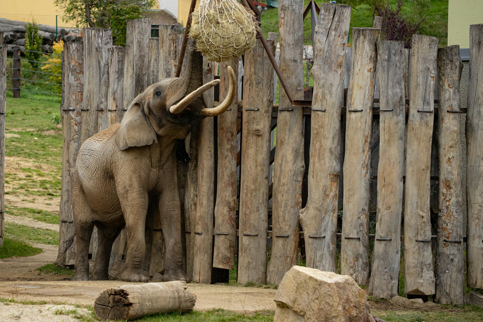 African Elephant Intelligence Memory Empathy Tools