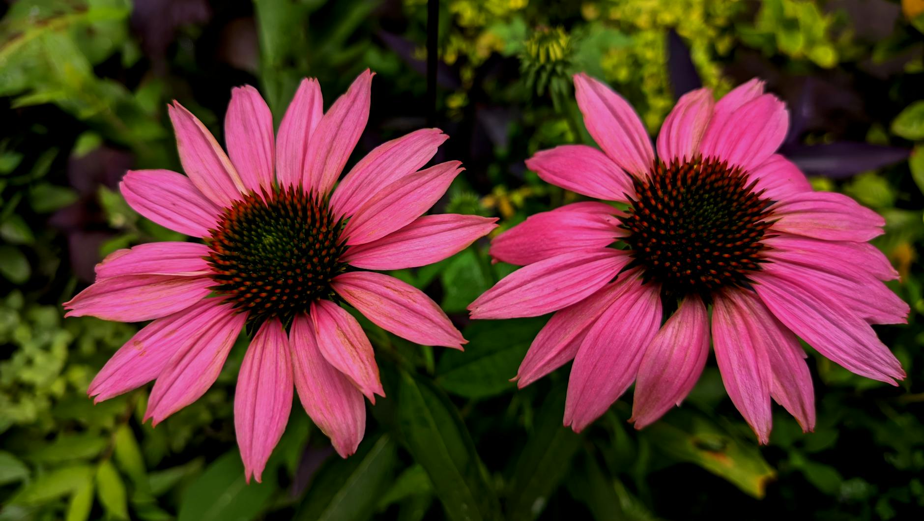 Coneflower Flower