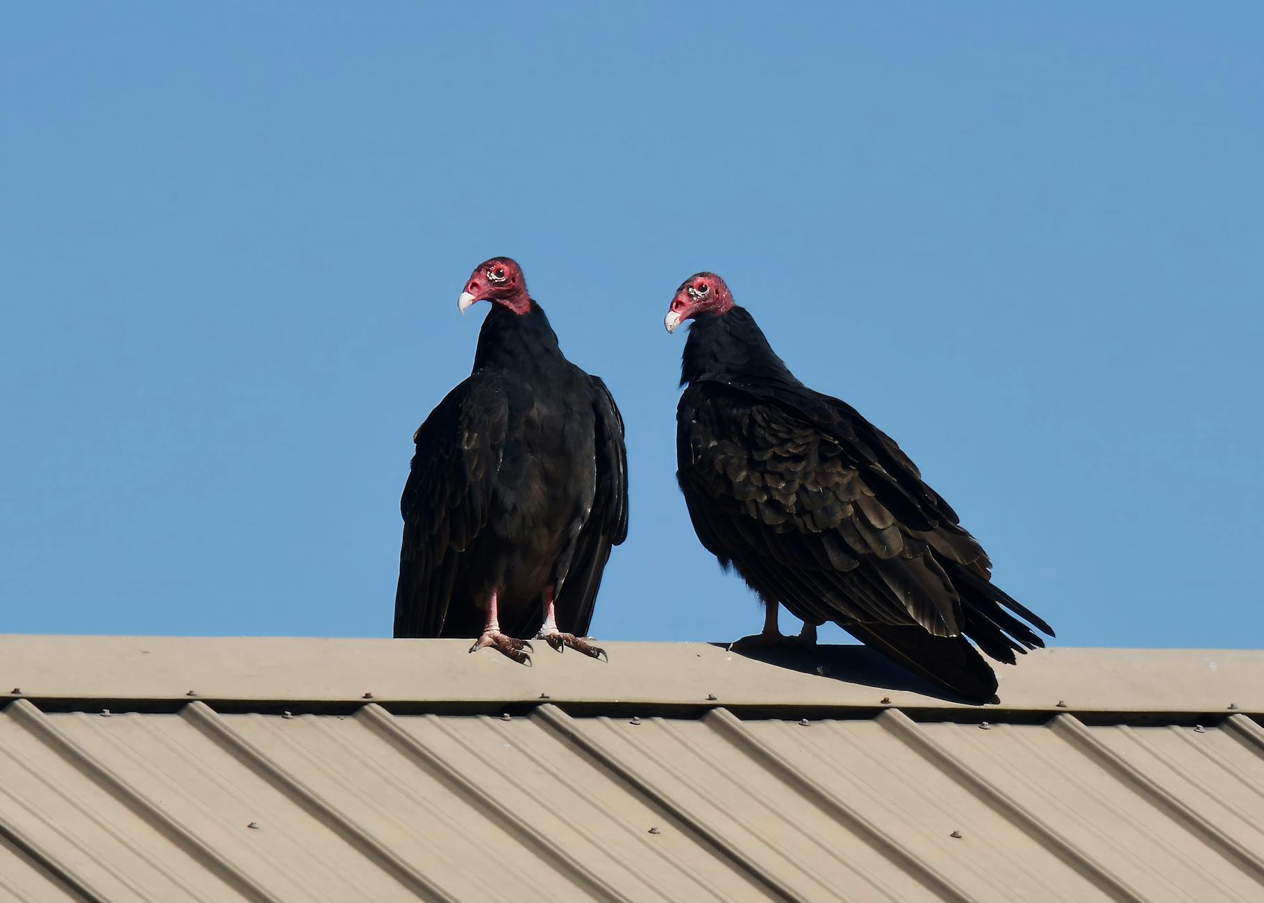 Black Vulture Mating Pair Social Behavior Grooming