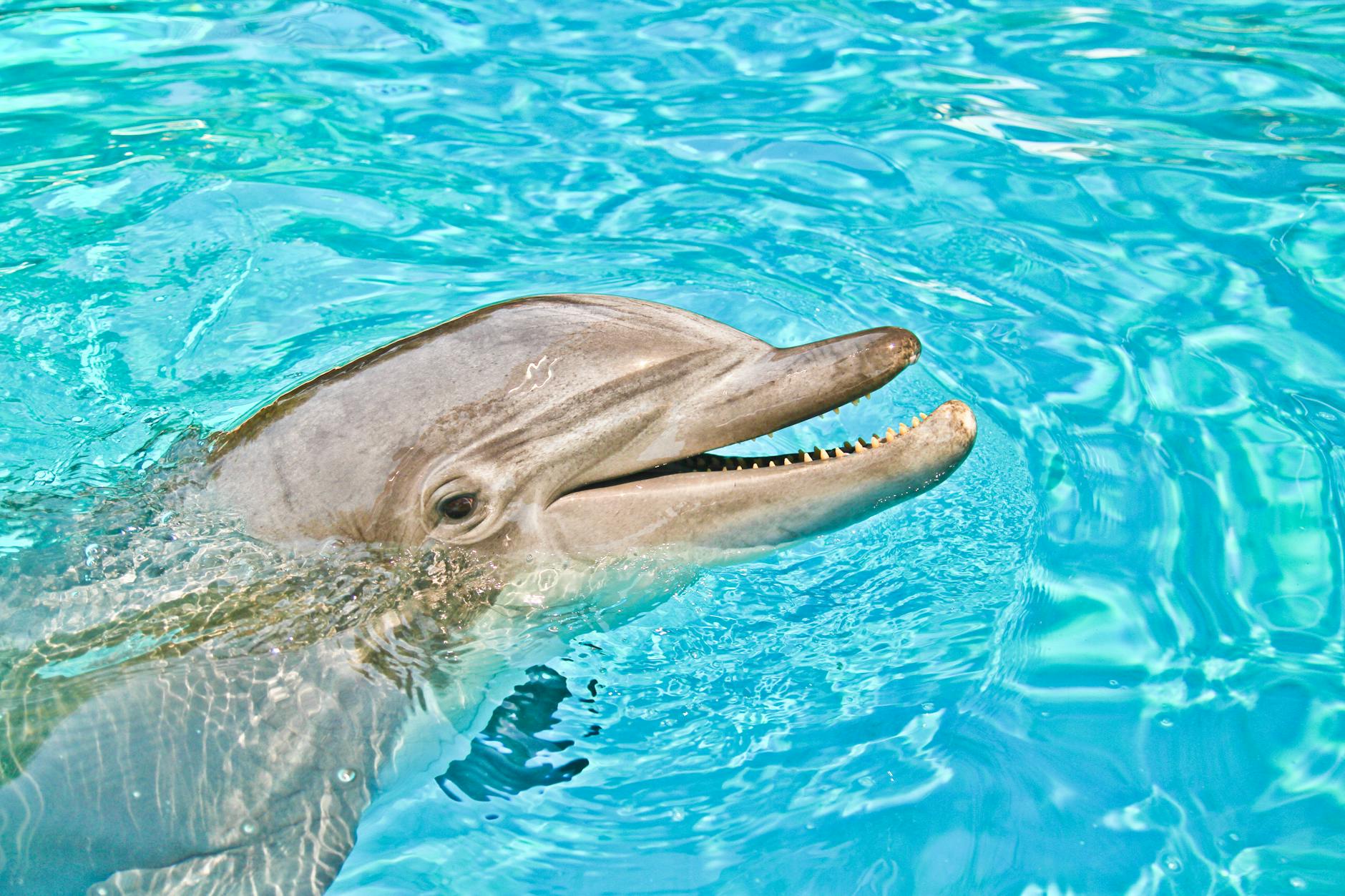 Bottlenose Dolphin 