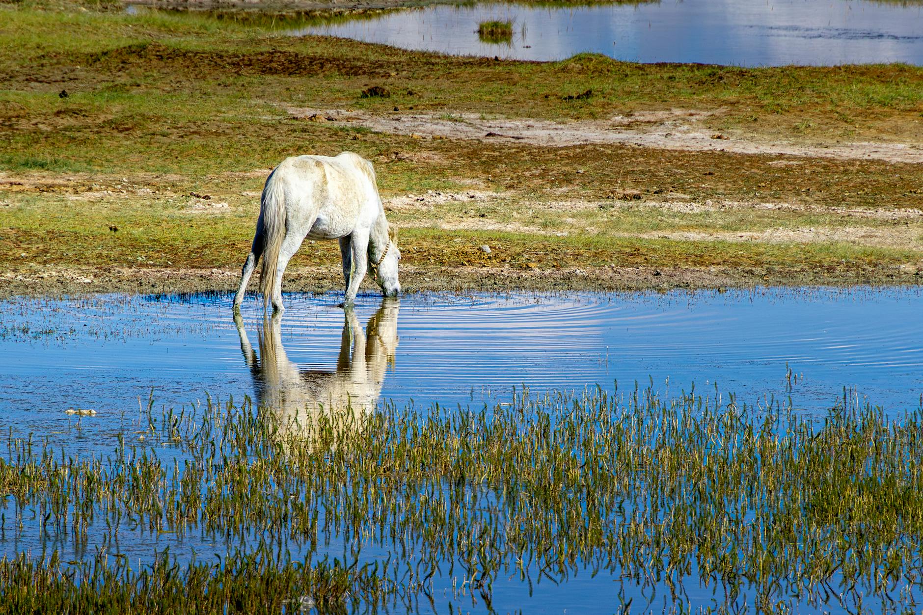 Horse Drinking Water