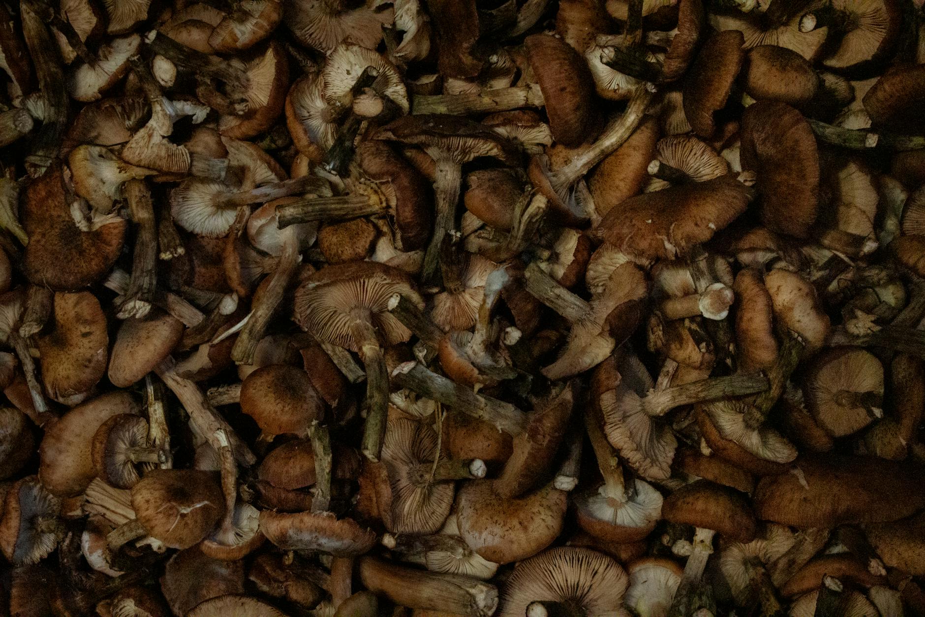 Wild Mushrooms Food