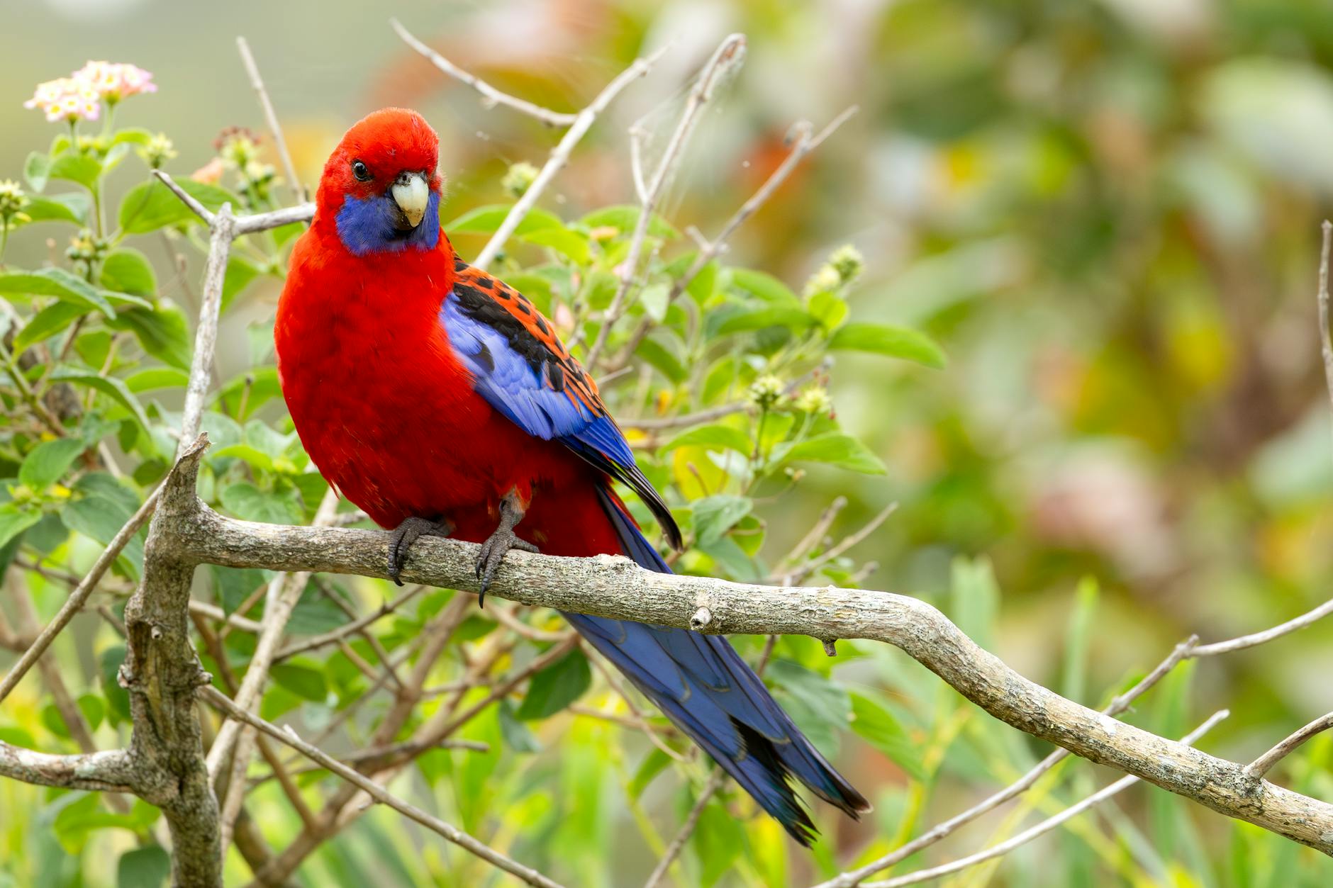 Crimson Rosella Pet Bird