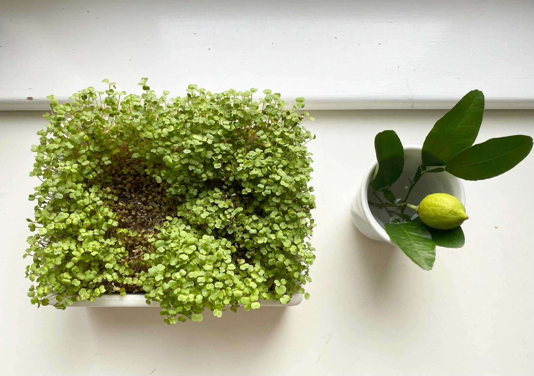 Herb Garden Windowsill Balcony
