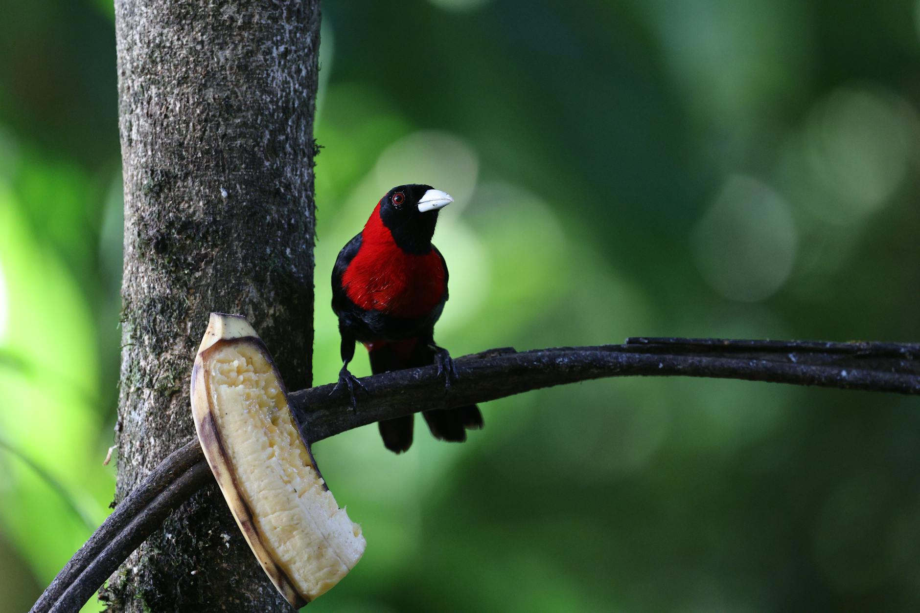 Red-necked Tanager Colorful Bird Atlantic Forests South America