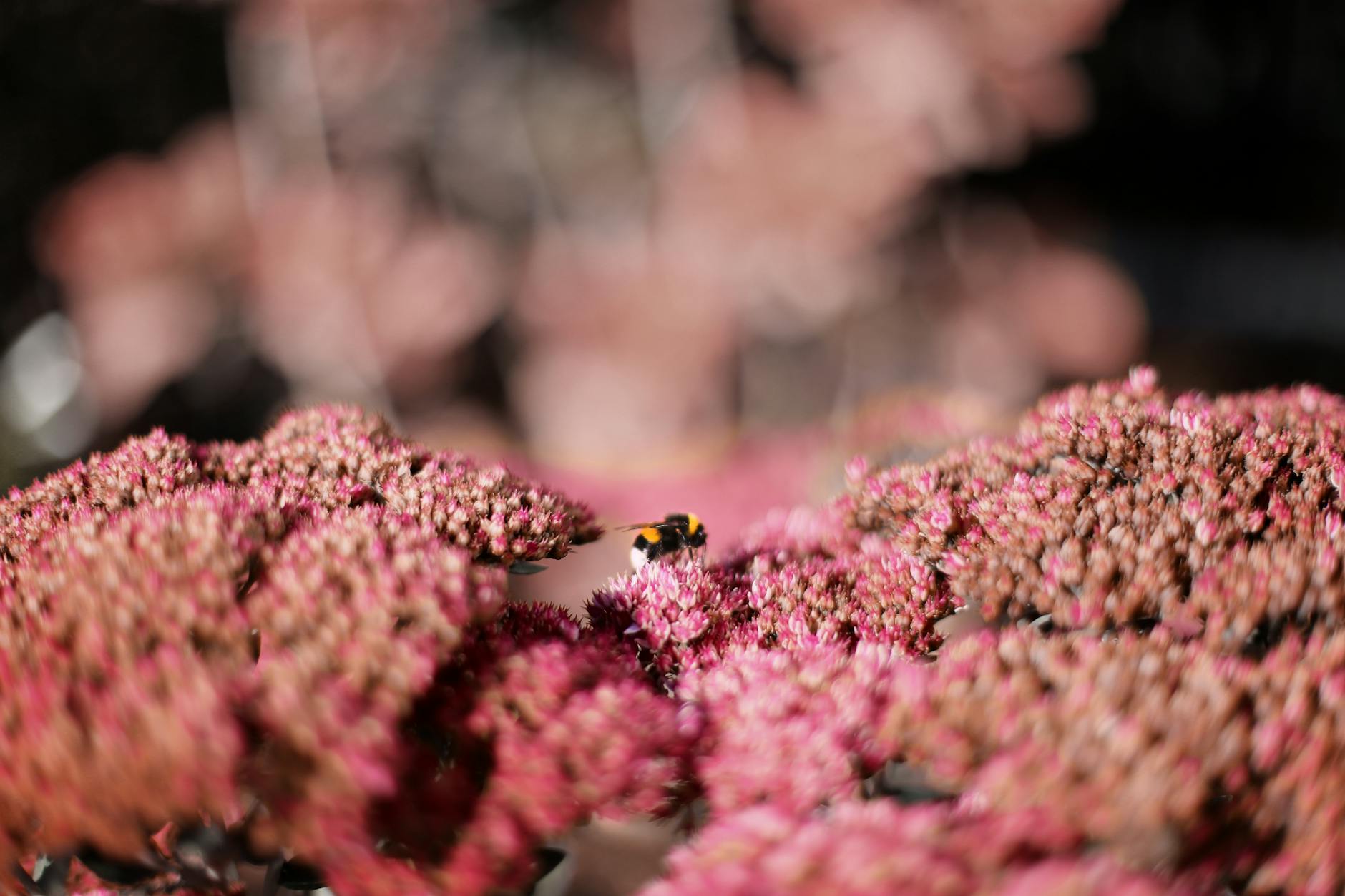 Sedum Flower