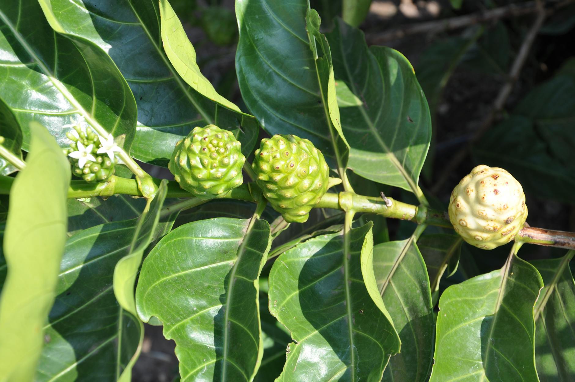 Noni Juice Food Supplements