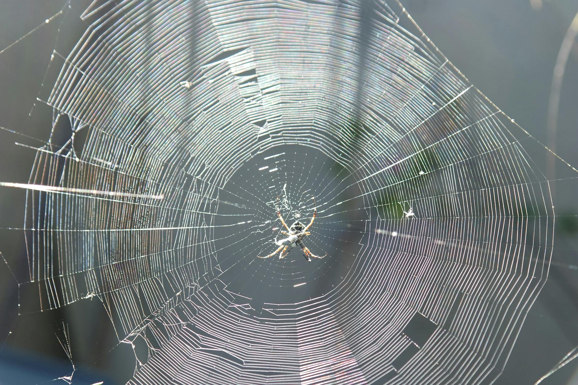 Brazilian Wandering Spider