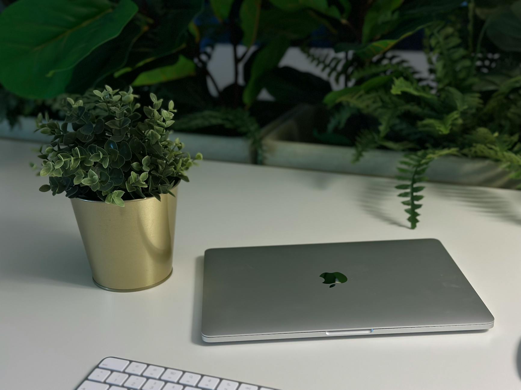Indoor Desk Plants For Home Office