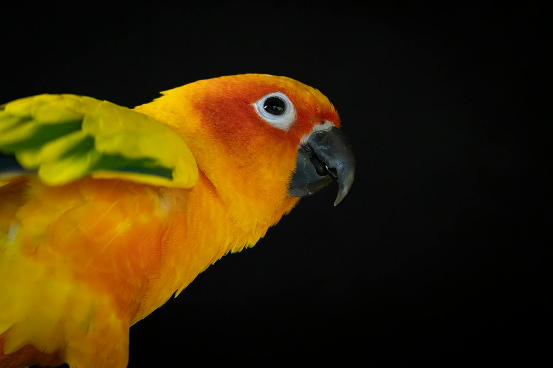 Sun Conure Exotic Pet Bird