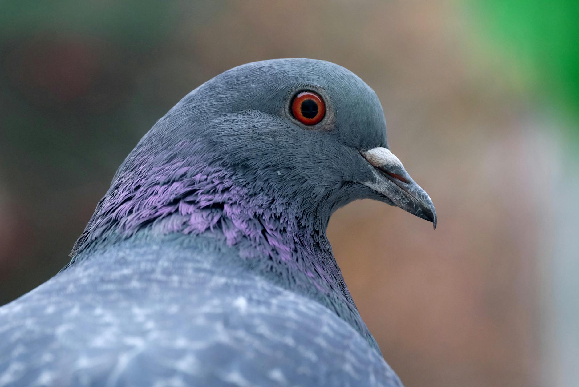 Pigeon Navigation Intelligence Art Recognition