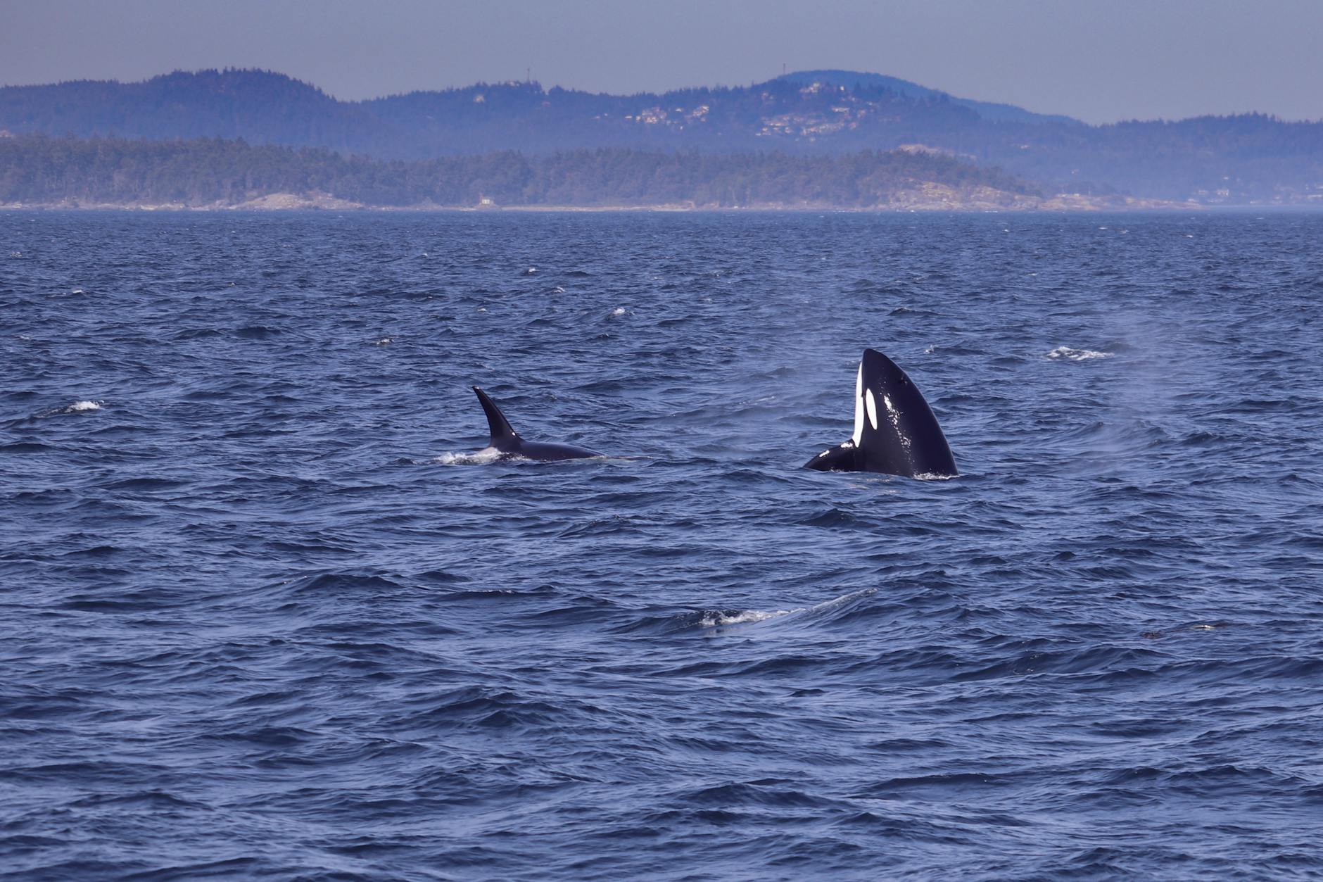 Kayaking With Orcas In British Columbia