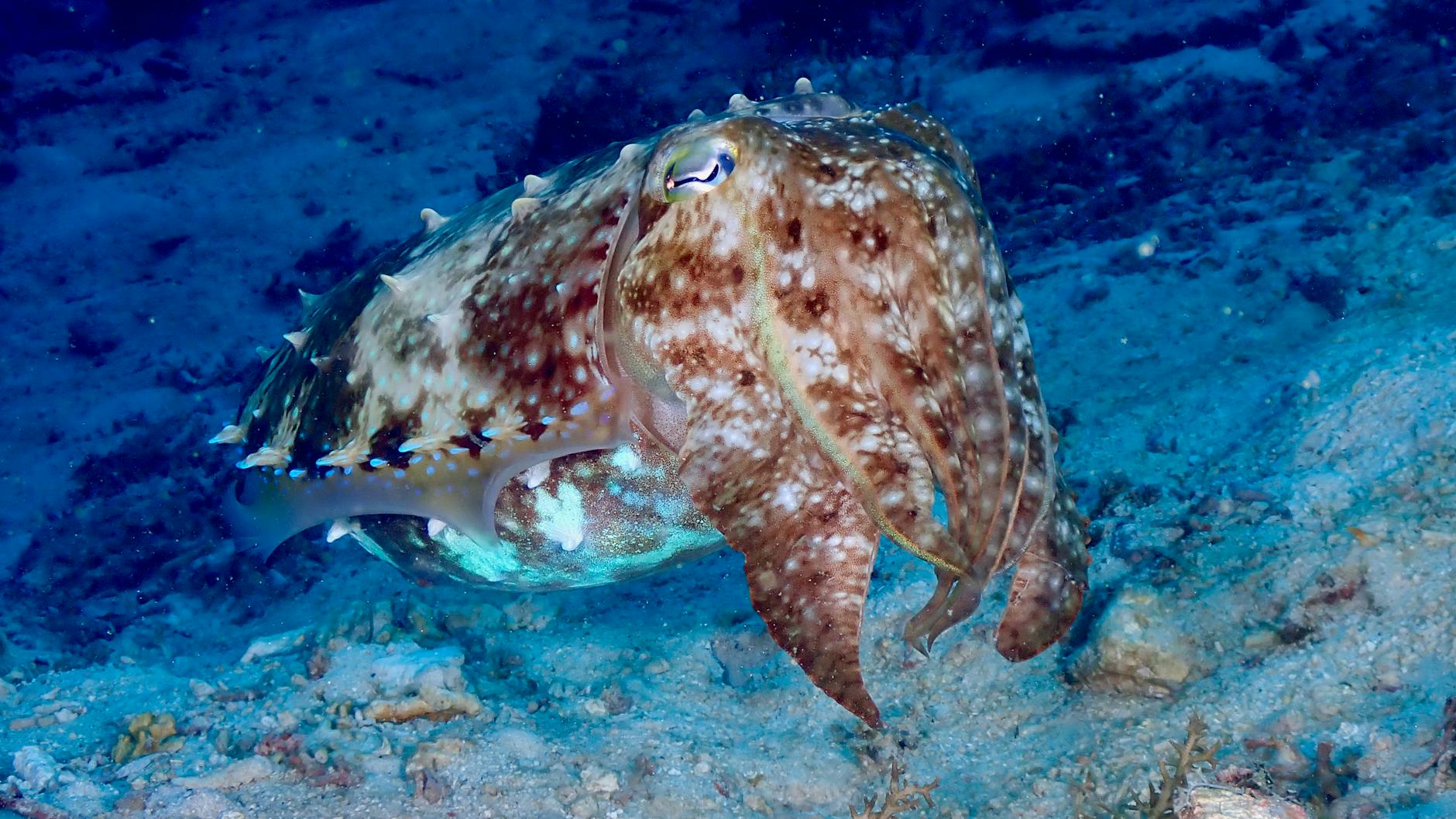 Cuttlefish Camouflage Communication Intelligence