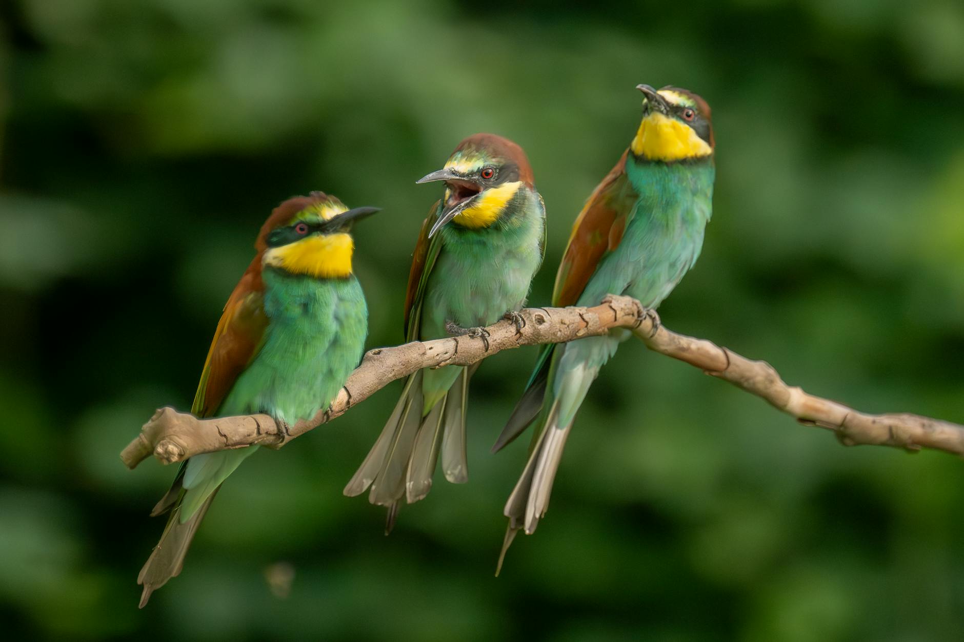 European Bee-eater Colorful Birds
