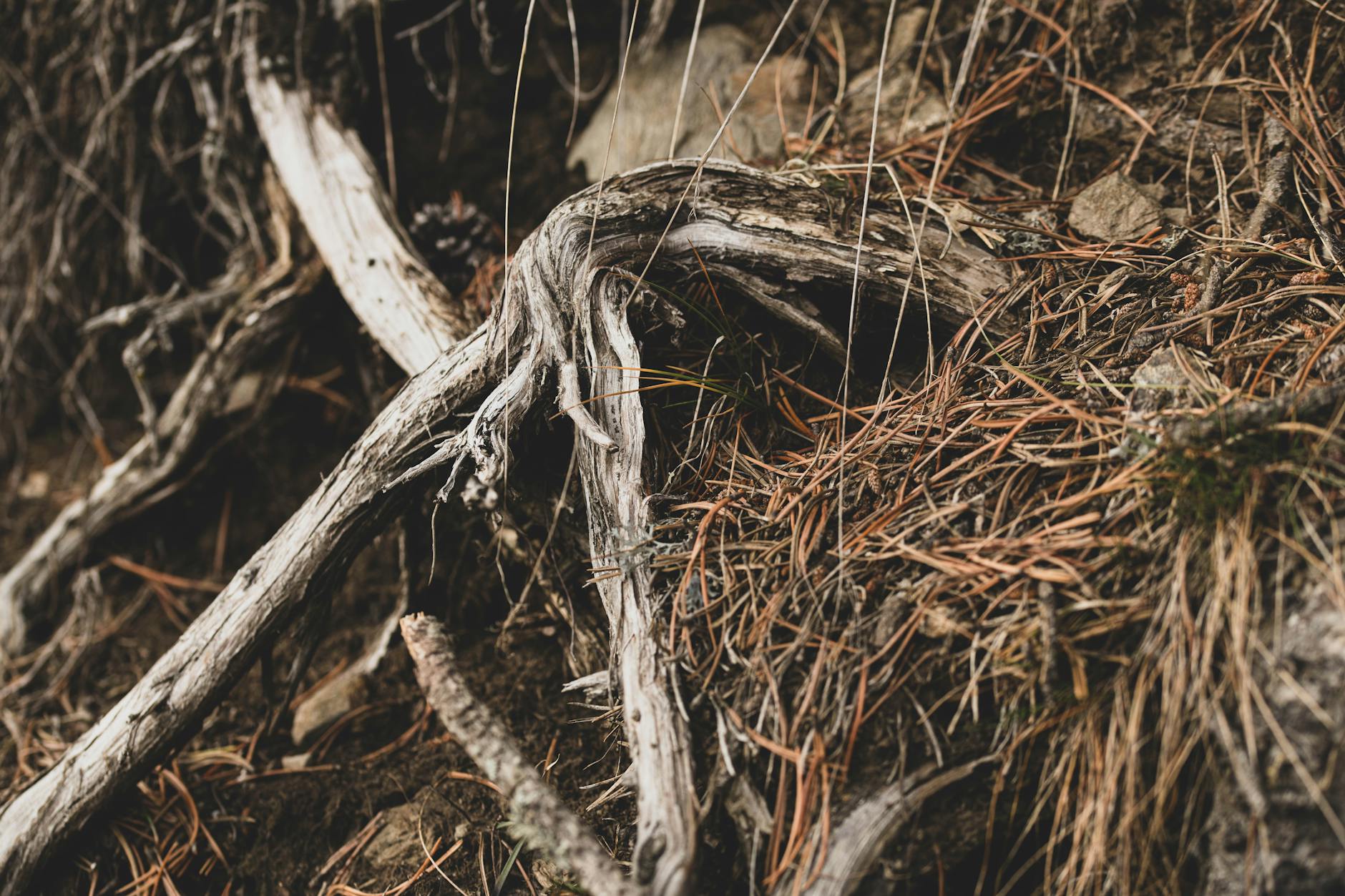 Decaying Plant Roots