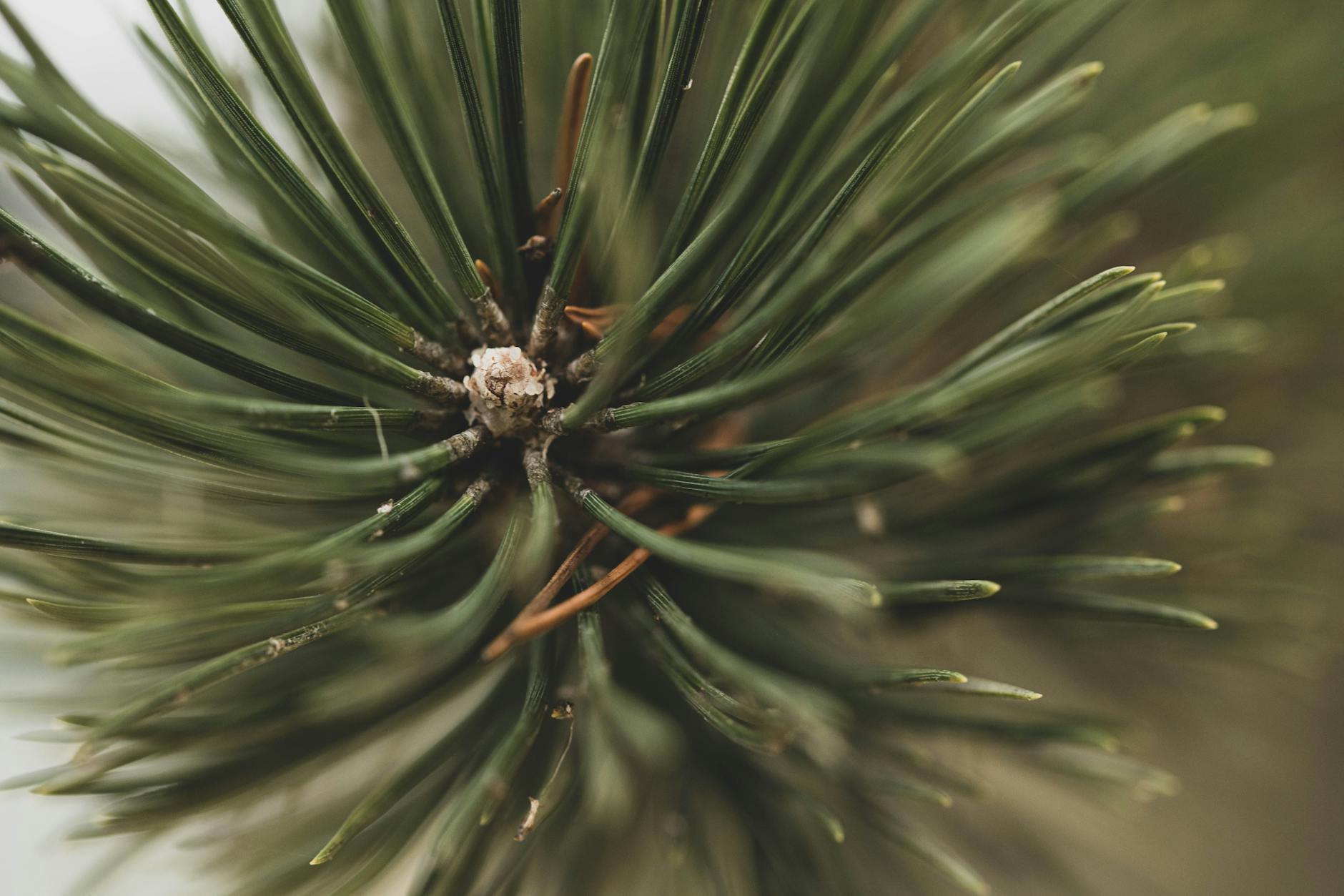 Pine Needles