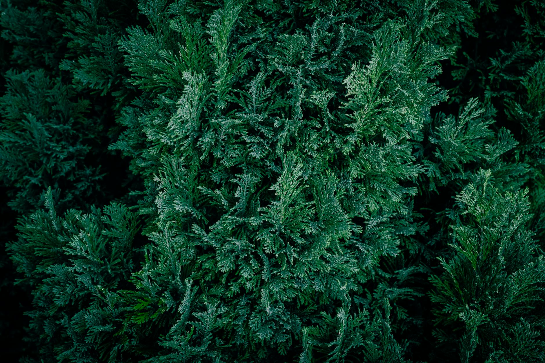 Cypress Tree Negative Energy Home