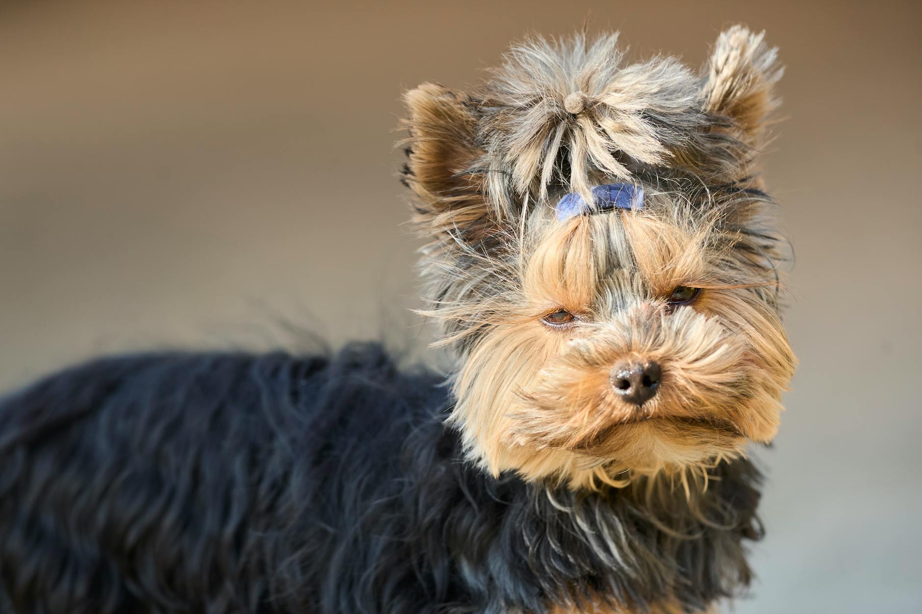 Yorkshire Terrier Dog
